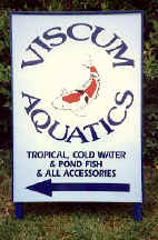 viscum.jpg (27138 bytes)